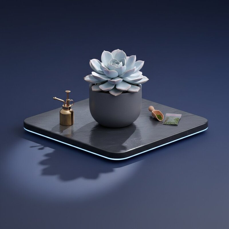 Rare Succulent in Ceramic Pot